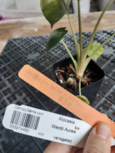 Load image into Gallery viewer, Alocasia wentii aurea, Exact Plant Ships Nationwide