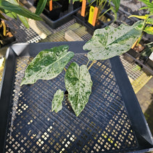 Load image into Gallery viewer, Alocasia Odora Batik Variegated 2.5" pot, Fedex 2day*