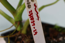 Load image into Gallery viewer, Philodendron Bernadopazii Exact Plant