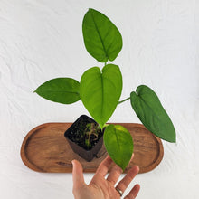 Load image into Gallery viewer, Syngonium Chiapense 4" pot, ships nationwide