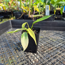 Load image into Gallery viewer, Philodendron Joepii Variegated, Exact Plant Ships Nationwide