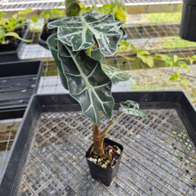 Load image into Gallery viewer, Alocasia Polly Snowflake Pink Variegated, Exact Plant Ships Nationwide.