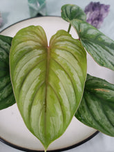 Load image into Gallery viewer, Philodendron Plowmanii, Exact Plant