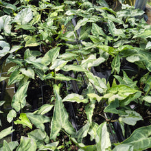 Load image into Gallery viewer, Syngonium Three Kings Magic Marble Variegated 4" pot, Fedex 2day*