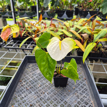 Load image into Gallery viewer, Anthurium White Obake 'Tropic Ice', 4" pot, Fedex 2day*