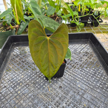 Load image into Gallery viewer, Anthurium (Ace of Spades Dark Form x Kunayalense) x Pap FS 2.5" pot, Fedex 2day*