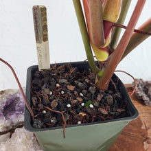 Load image into Gallery viewer, Philodendron Orange Marmalade, Autumn Queen 4" pot, Fedex 2 day*