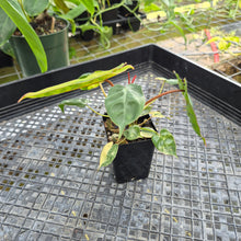 Load image into Gallery viewer, Philodendron Billietiae, Exact Plant Ships Nationwide