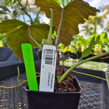 Load image into Gallery viewer, Philodendron Corsinianum, Exact Plant Ships Nationwide