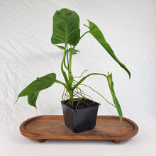 Load image into Gallery viewer, Philodendron Deflexum, Exact Plant