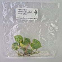 Load image into Gallery viewer, Philodendron Billietiae variegated tissue culture 2DayAir