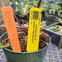 Load image into Gallery viewer, Anthurium Ace Of Spades X Papillilaminum exact plant, Fedex 2day*