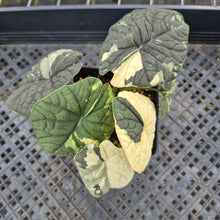 Load image into Gallery viewer, Alocasia Melo Albo variegated exact plant, Fedex 2day*