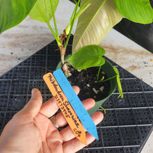 Load image into Gallery viewer, Philodendron Sharoniae, Exact Plant Ships Nationwide