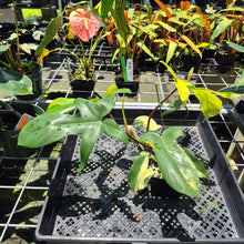 Load image into Gallery viewer, Philodendron Florida Beauty Variegated exact plant, Fedex 2day*