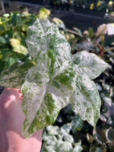 Load image into Gallery viewer, Alocasia Macrorrhiza Camouflage variegated 2.5" pot, Fedex 2day*
