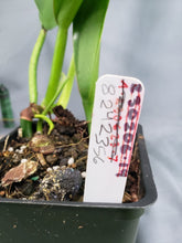 Load image into Gallery viewer, Philodendron Crassinervium 4" pot, Fedex 2 day*