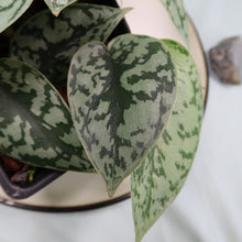 Load image into Gallery viewer, Scindapsus Silver Lady Shipped Nationwide