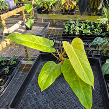 Load image into Gallery viewer, Philodendron Goldiana, Exact Plant Ships Nationwide