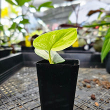 Load image into Gallery viewer, Scindapsus Rubicon, Exact Plant Variegated Ships Nationwide