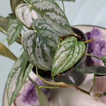 Load image into Gallery viewer, Philodendron Brandtianum 4" pot, Fedex 2day*