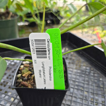 Load image into Gallery viewer, Philodendron Longilobatum Lelano Miyano, Exact Plant Ships Nationwide