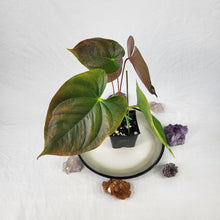 Load image into Gallery viewer, Anthurium Red Beauty, Exact Plant