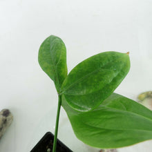 Load image into Gallery viewer, Anthurium Clavigerum. no shipping: ca,az,tx,la