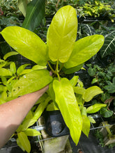 Load image into Gallery viewer, Philodendron Thai Sunrise Variegated 6" pot, Fedex 2day
