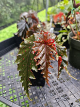 Load image into Gallery viewer, Begonia Serratipetala 2.5" pot Fedex 2day*