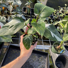 Load image into Gallery viewer, Philodendron White Princess Variegated exact plant, Fedex 2day*