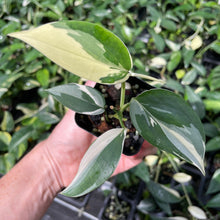 Load image into Gallery viewer, Scindapsus Blue Albo Variegated 2.5" pot, Fedex 2day*