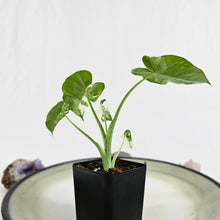 Load image into Gallery viewer, Alocasia Odora, Okinawa Silver, Exact Plant Variegated