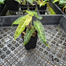 Load image into Gallery viewer, alocasia polly aurea variegated, Exact Plant Ships Nationwide.