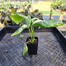Load image into Gallery viewer, Monstera Lechleriana , Exact Plant Variegated 2.5" Ships Nationwide