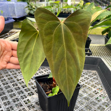 Load image into Gallery viewer, Anthurium Papillilaminum Fort Sherman X ( FS X Ralph Lynam) 4" pot, Fedex 2day*