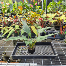 Load image into Gallery viewer, Philodendron Orchid Jungle, Exact Plant Ships Nationwide
