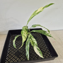 Load image into Gallery viewer, Rhaphidophora Megasperma Variegated exact plant, Fedex 2day*