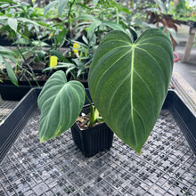 Load image into Gallery viewer, Philodendron Glorious 4" pot, Fedex 2day*