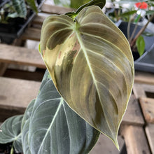 Load image into Gallery viewer, Philodendron Melanochrysum Variegated exact plant, Fedex 2day*
