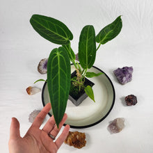 Load image into Gallery viewer, Anthurium Warocqueanum, Queen, Exact Plant