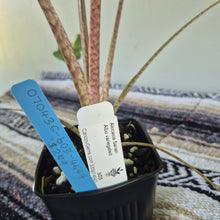 Load image into Gallery viewer, Alocasia sarian Albo, Exact Plant Ships Nationwide.