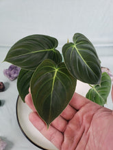 Load image into Gallery viewer, Philodendron Melanochrysum 4" pot, Fedex 2 day*