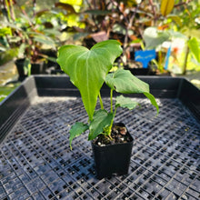 Load image into Gallery viewer, Anthurium Macrolobium x leuconeurum, Exact Plant 2.5" Ships Nationwide