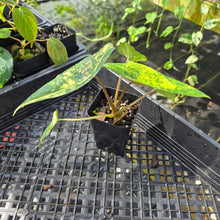 Load image into Gallery viewer, Alocasia scalprum Aurea, Exact Plant Ships Nationwide