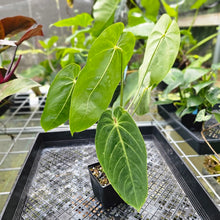 Load image into Gallery viewer, Anthurium Angamarcanum , Exact Plant