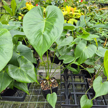 Load image into Gallery viewer, Anthurium Faustomirandae, Faustino'S Giant 4" pot, Fedex 2day*