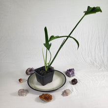 Load image into Gallery viewer, Philodendron Holtonianum, Exact Plant