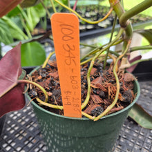 Load image into Gallery viewer, Philodendron Atabapoense exact plant, Fedex 2day*