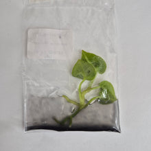 Load image into Gallery viewer, Anthurium Dorayaki tissue culture 2DayAir